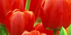 a picture of red tulips