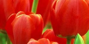 photo of red tulips