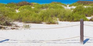 Straight From the Tap (Summer 2020)