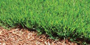 Water Wise Landscaping & Watering Guide