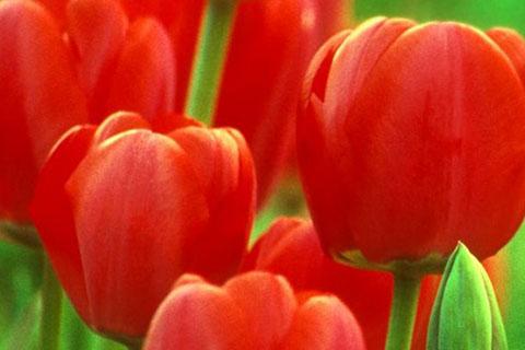 a picture of red tulips