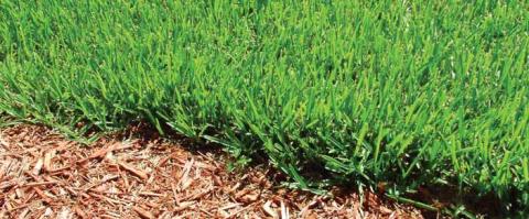 Water Wise Landscaping & Watering Guide